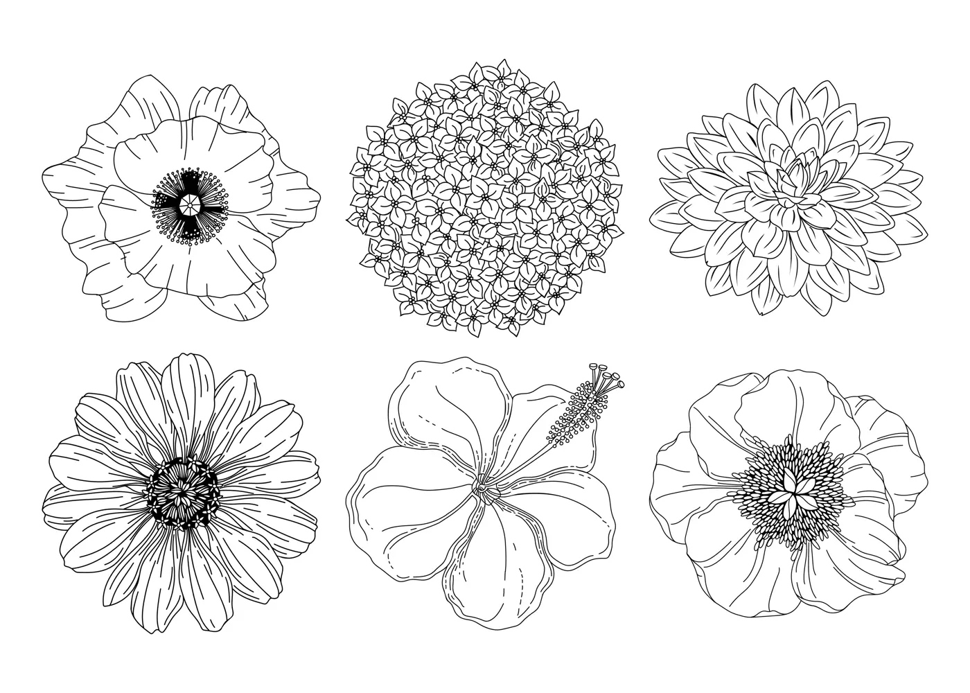 Collection set of summer flowers. Poppy, hydrangea, dahlia, peony, hibiscus, aster buds. Botanical line art illustrations collection. Perfect for  logo, posters, invitation and greeting card design.  Illustration